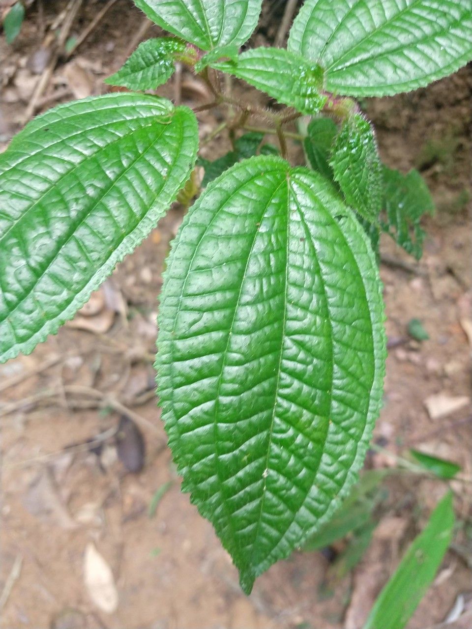 Aciotis rubricaulis — houseplant care guide