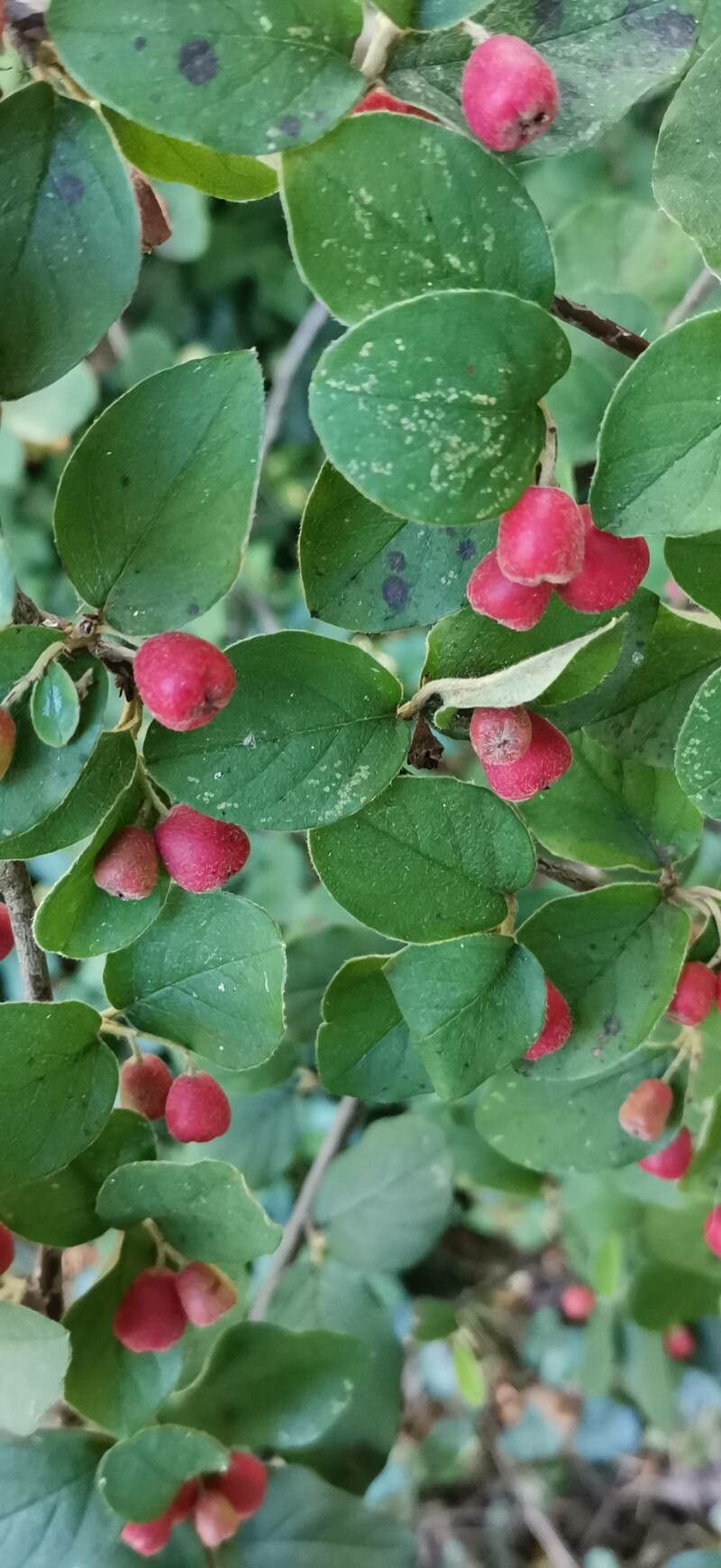 Cotoneaster fangianus — houseplant care guide