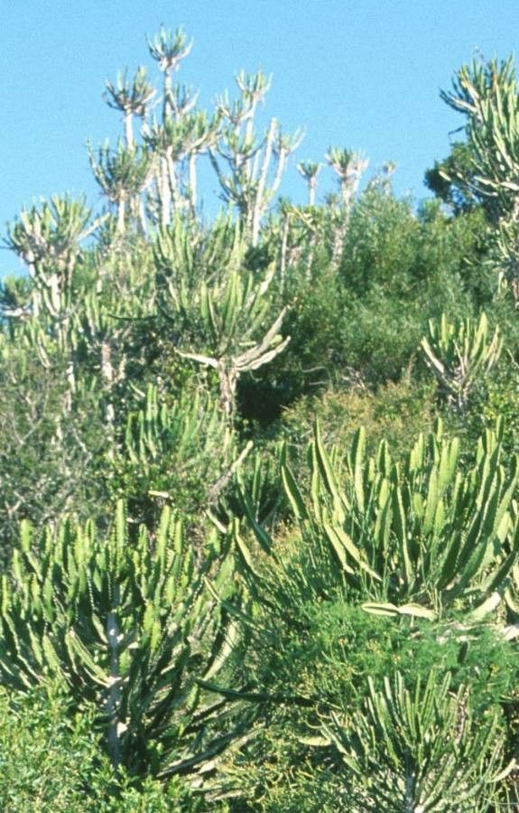 Euphorbia cooperi flower
