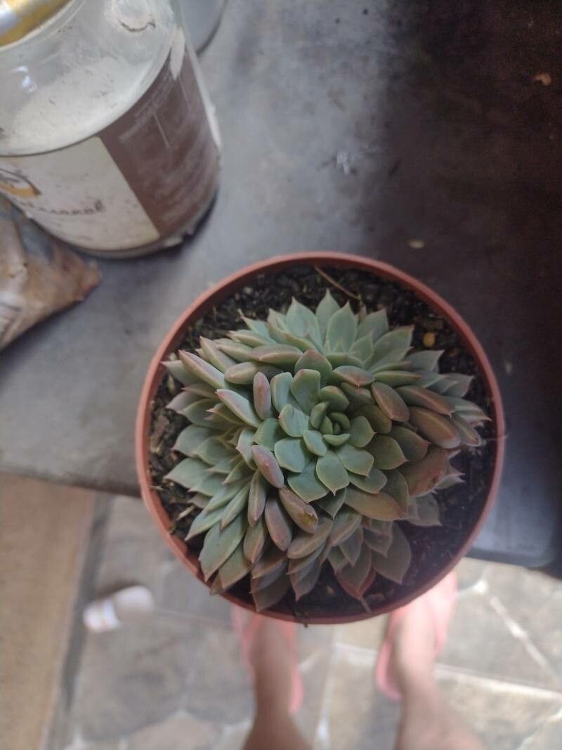 Graptopetalum rusbyi habit