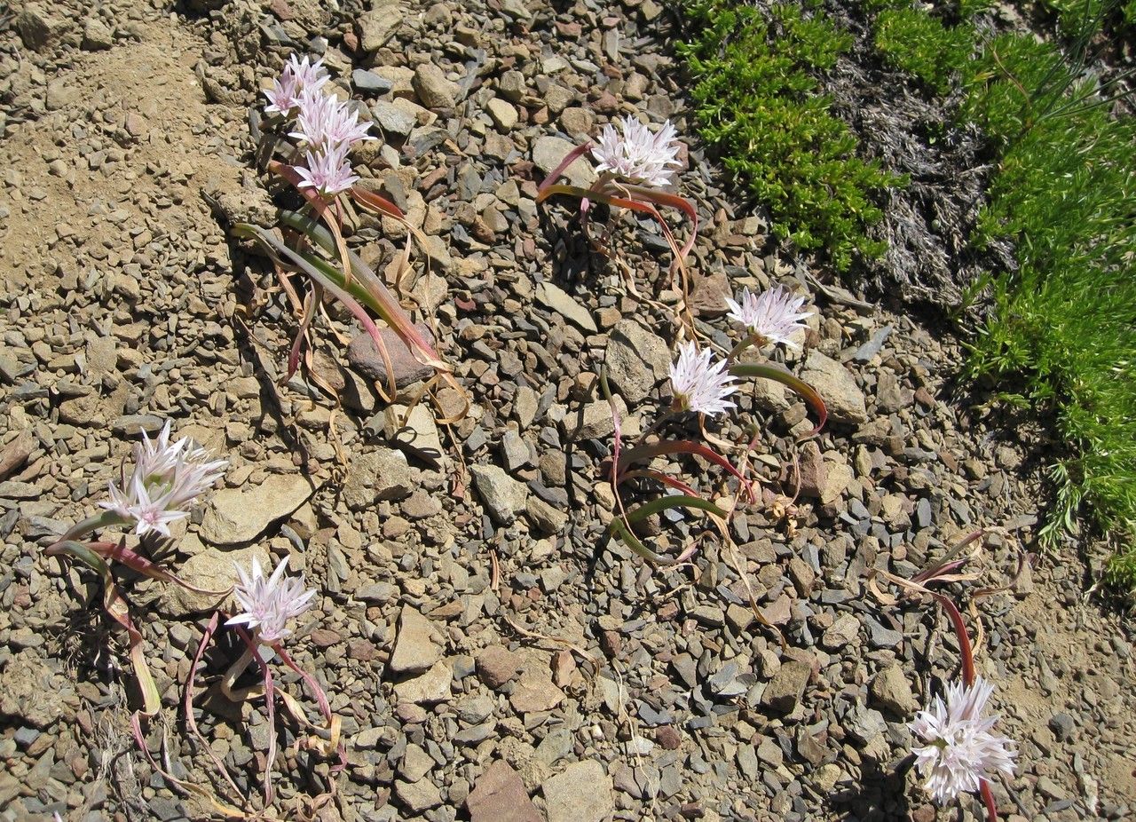 Allium crenulatum flower