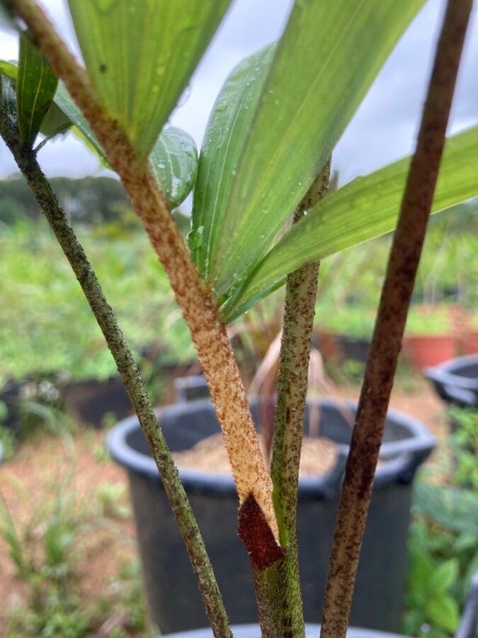 Normanbya normanbyi bark