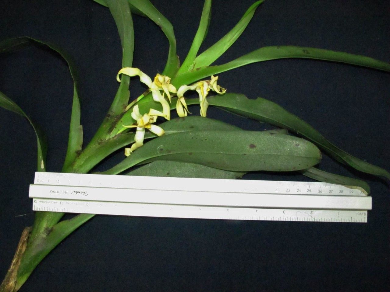 Camaridium inauditum other