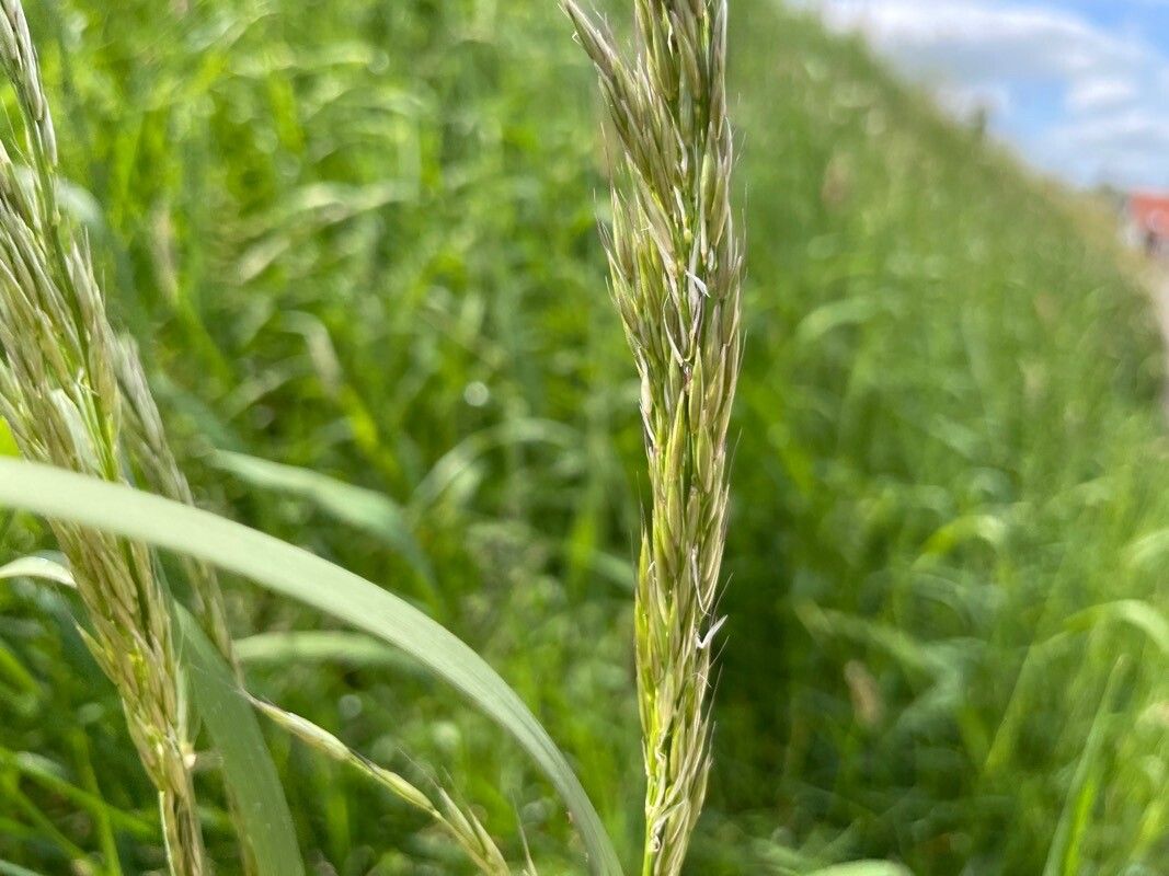 Trisetum flavescens fruit
