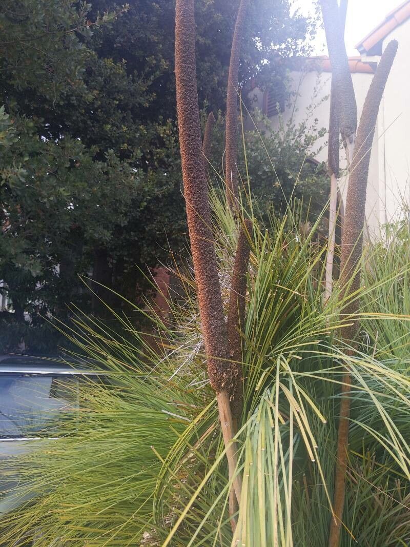 Xanthorrhoea australis fruit