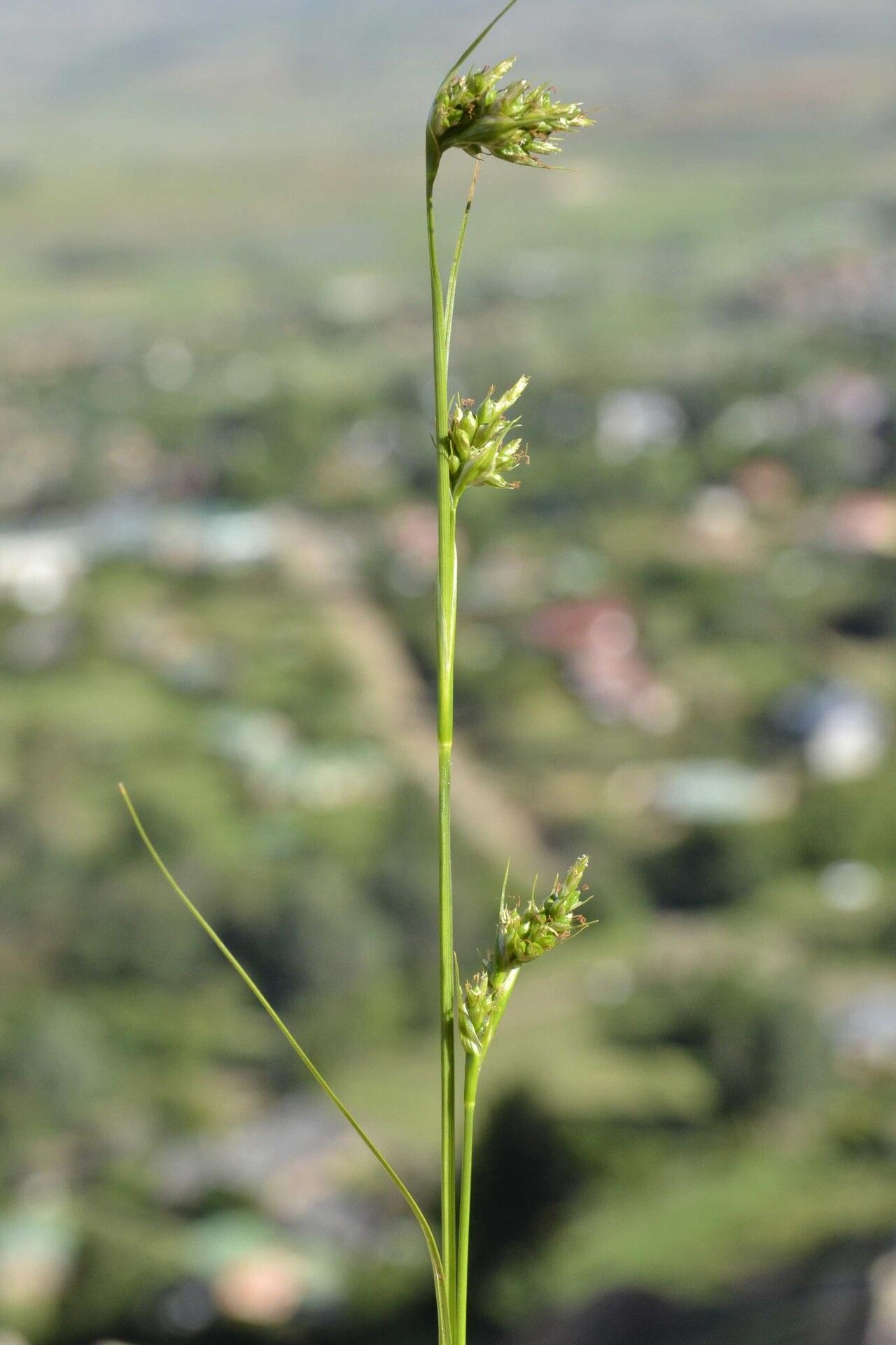 Carex spartea flower