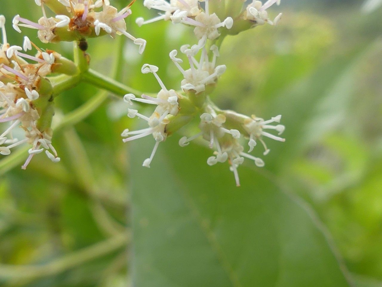 Nuxia pseudodentata flower