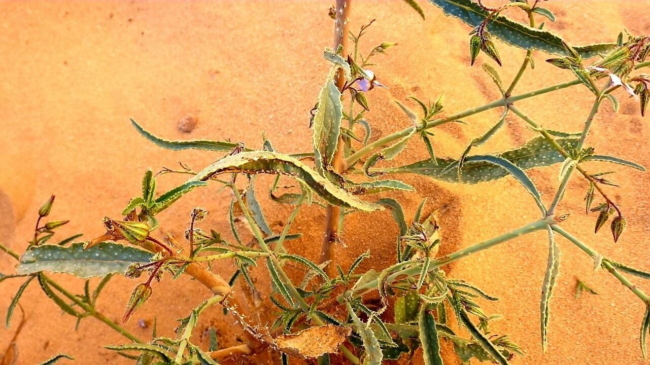 Trichodesma calcaratum — houseplant care guide