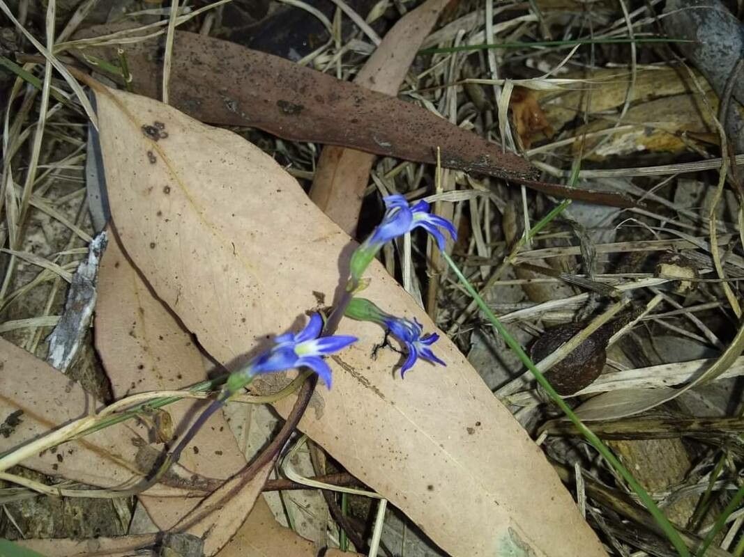 Lobelia gibbosa — search result for 'Campanulaceae'
