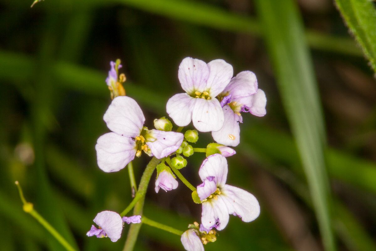 Arabidopsis halleri flower
