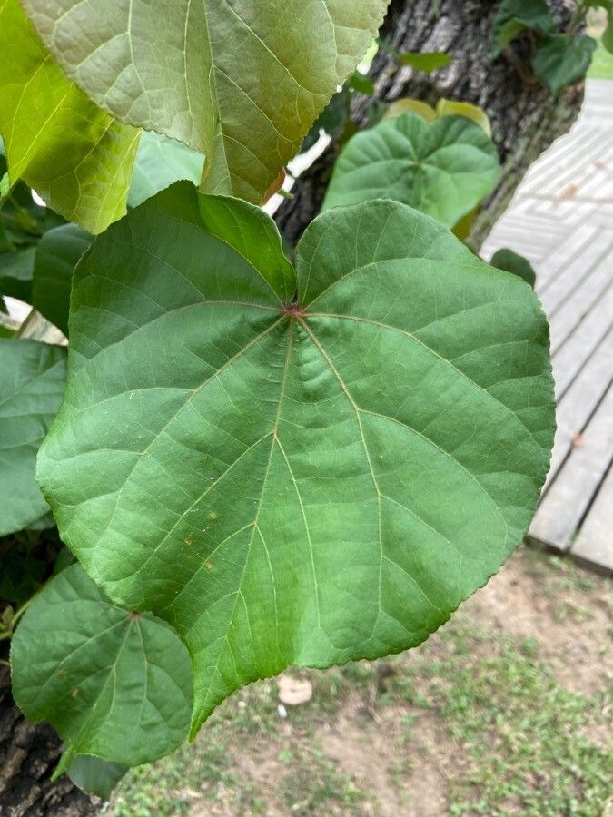 Hibiscus tiliaceus leaf