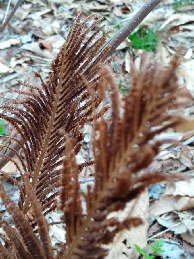 Matteuccia struthiopteris flower