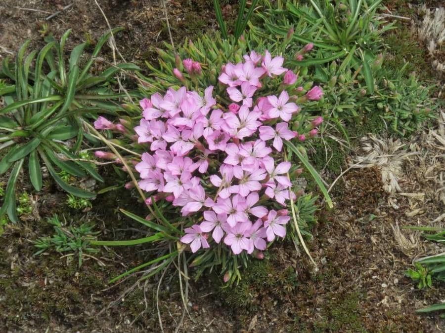 Dianthus microlepis — search result for 'Dianthus'