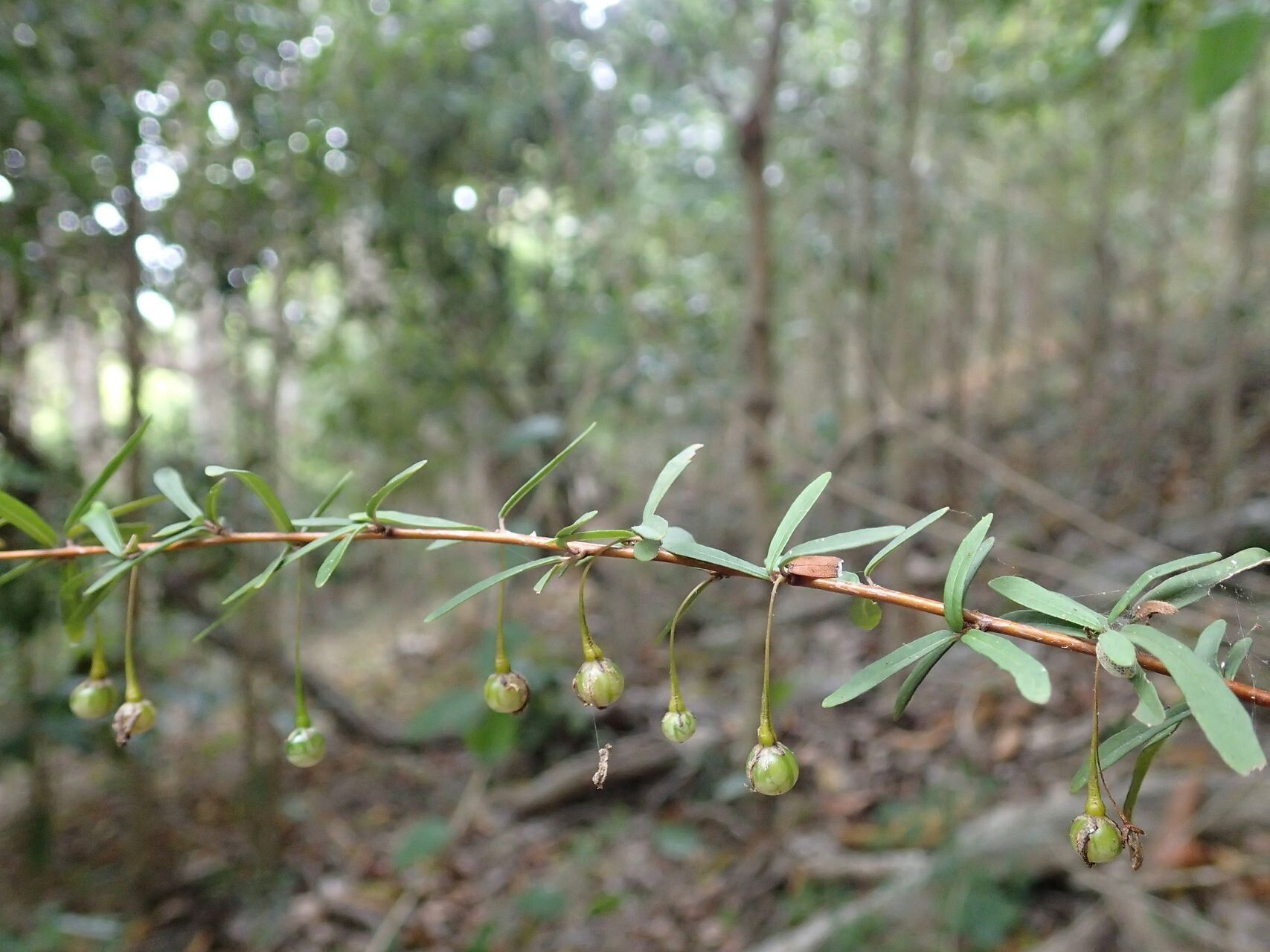Solanum pancheri habit