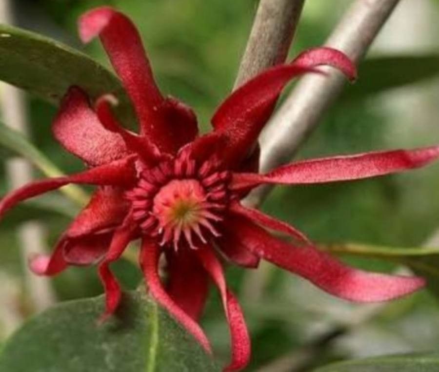 Illicium floridanum flower
