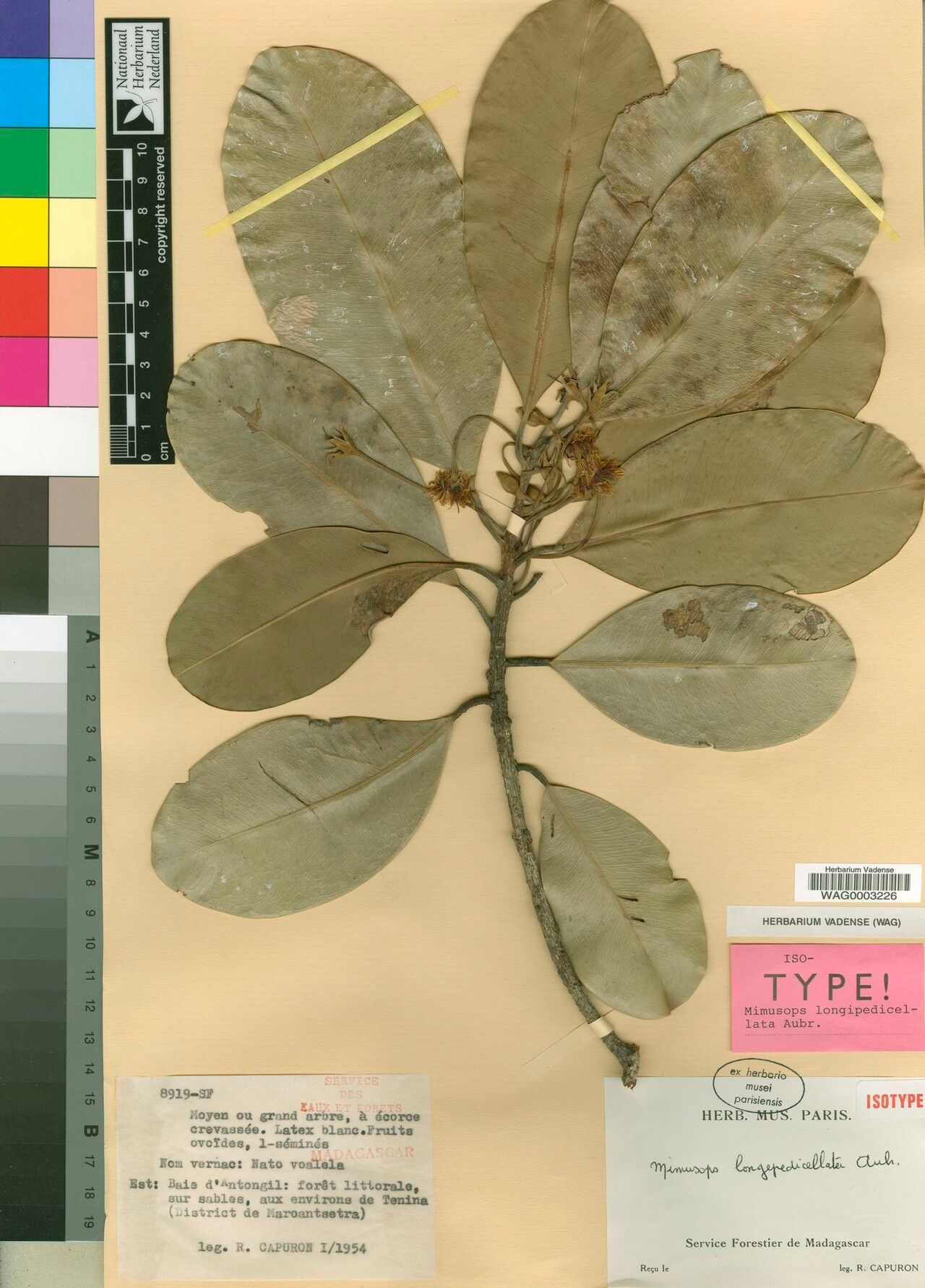 Mimusops longipedicellata — houseplant care guide