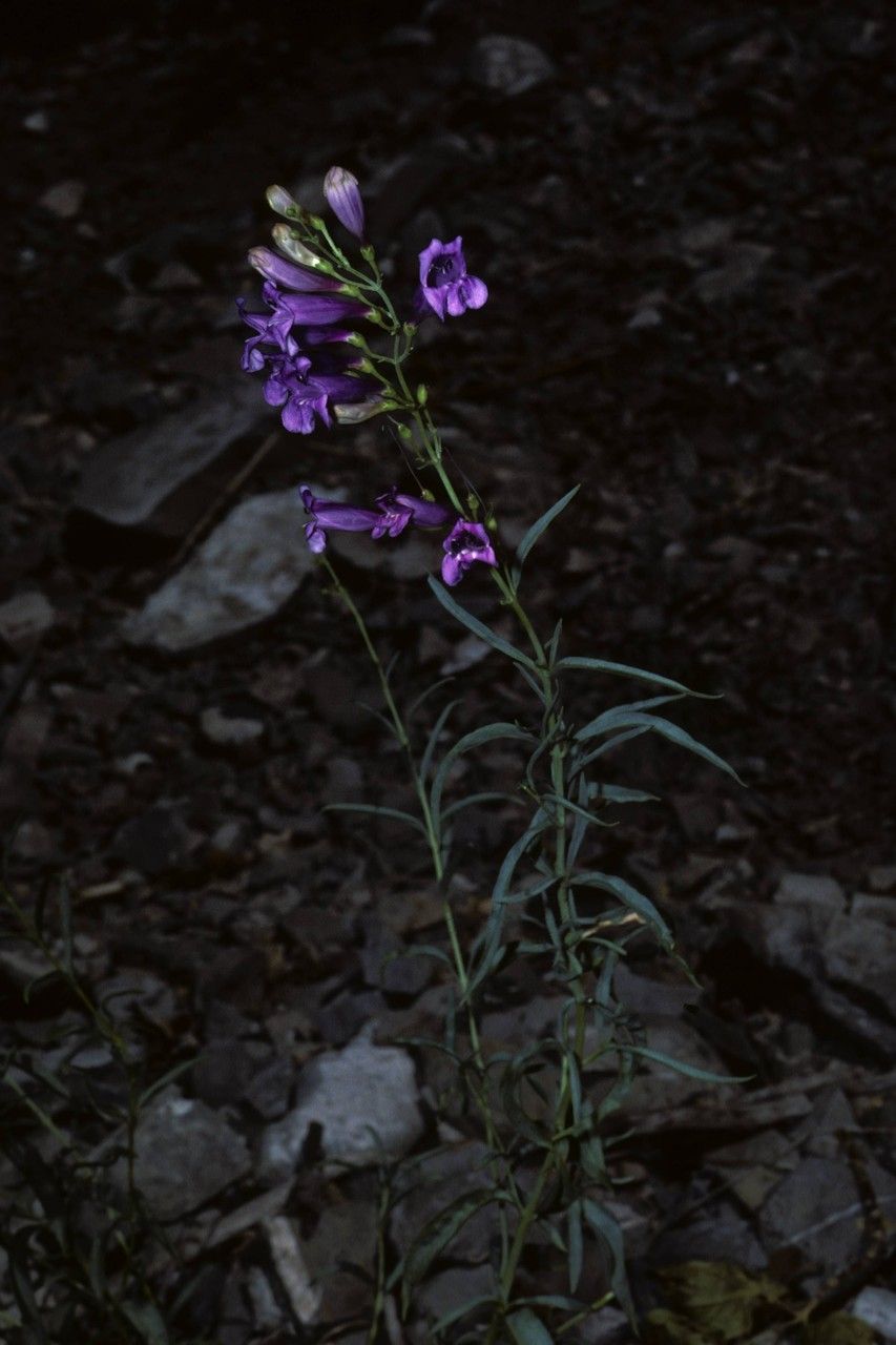 Penstemon cyathophorus — houseplant care guide