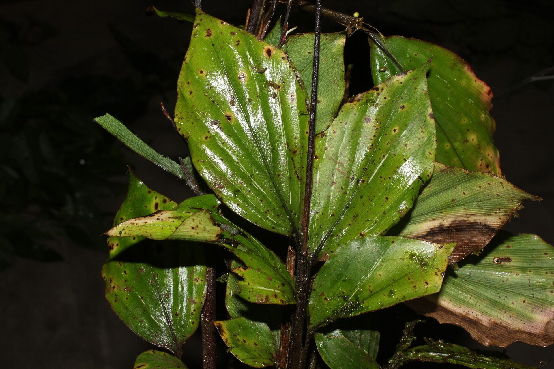 Pharus vittatus leaf