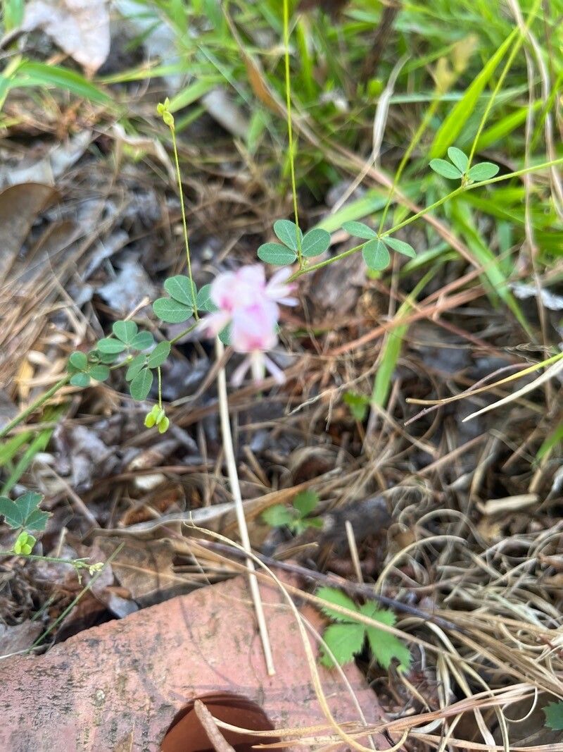 Lespedeza texana — search result for 'Lespedeza'