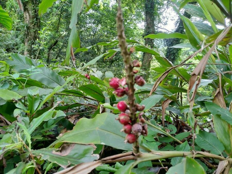 Alpinia shimadae fruit