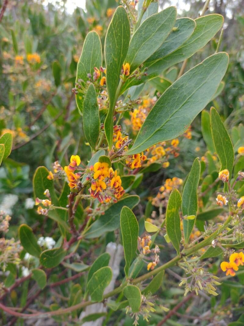 Daviesia corymbosa — search result for 'Eucalyptus'