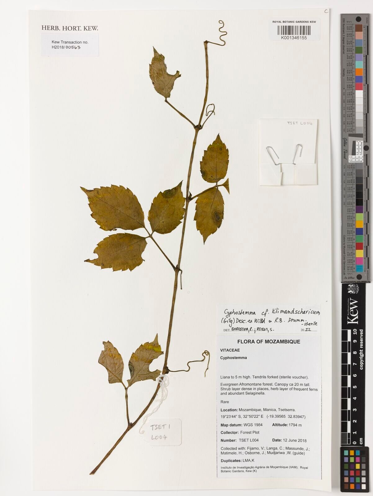 Cyphostemma kilimandscharicum — houseplant care guide