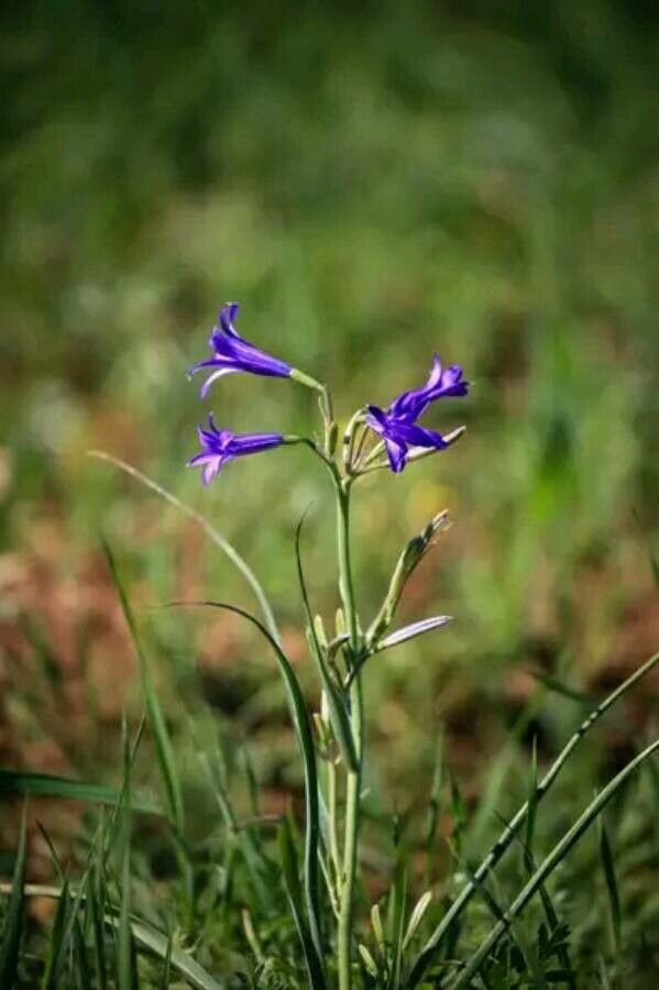 Ixiolirion tataricum flower