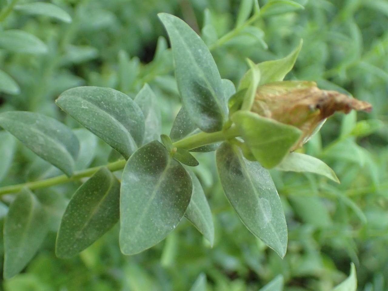 Hypericum reptans habit