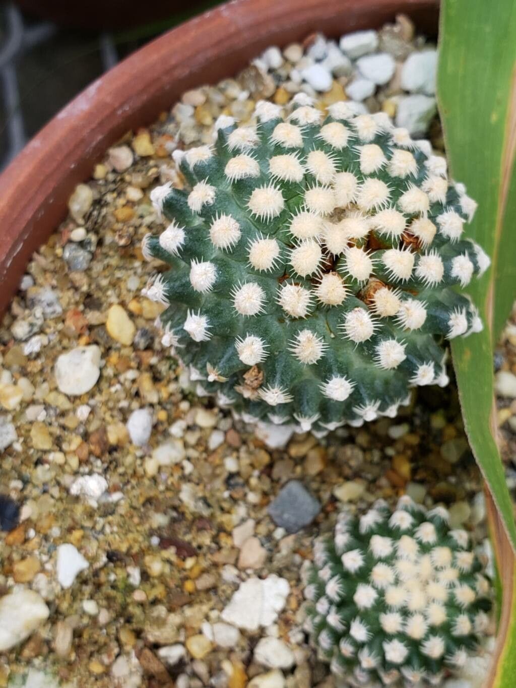 Pediocactus knowltonii — houseplant care guide