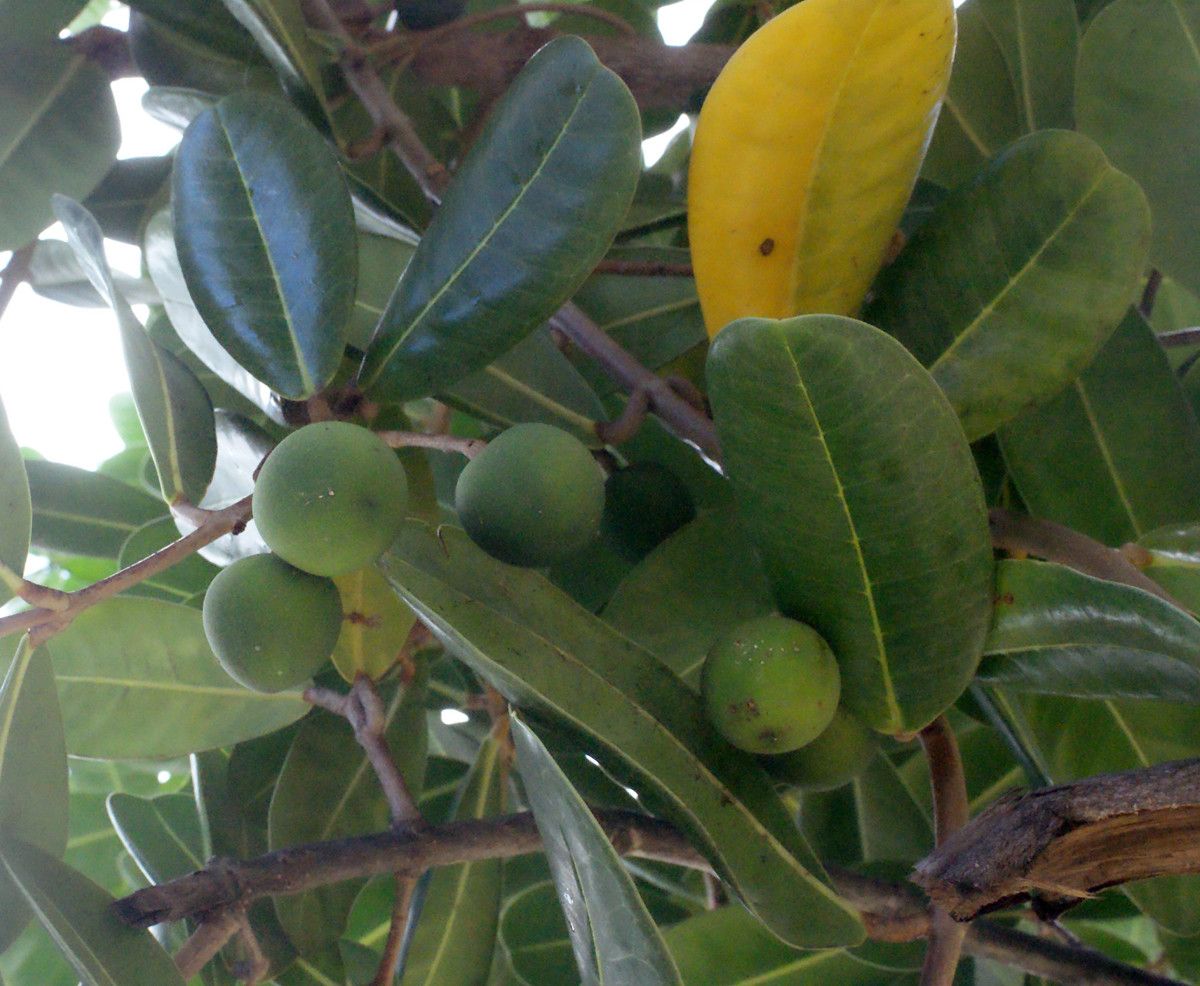 Labourdonnaisia calophylloides fruit