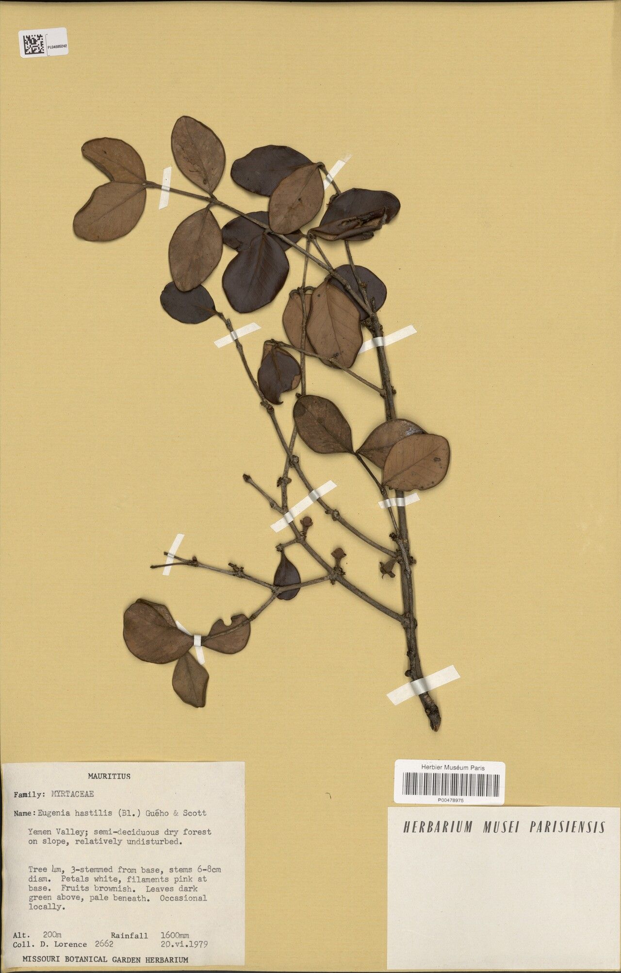 Eugenia hastilis — houseplant care guide