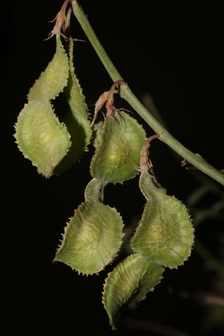 Hedysarum naudinianum fruit