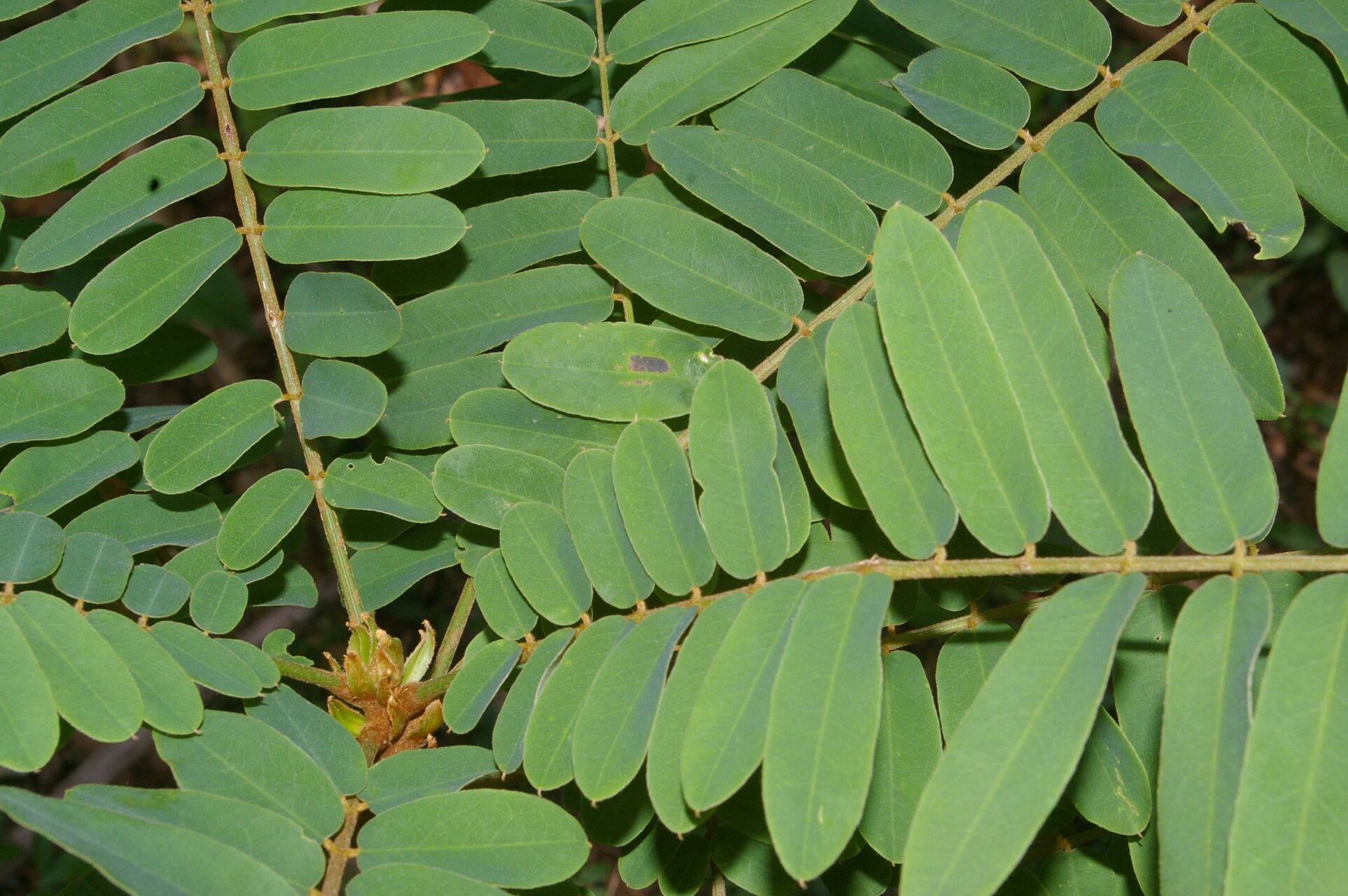 Hymenolobium mesoamericanum — related species from the same genus