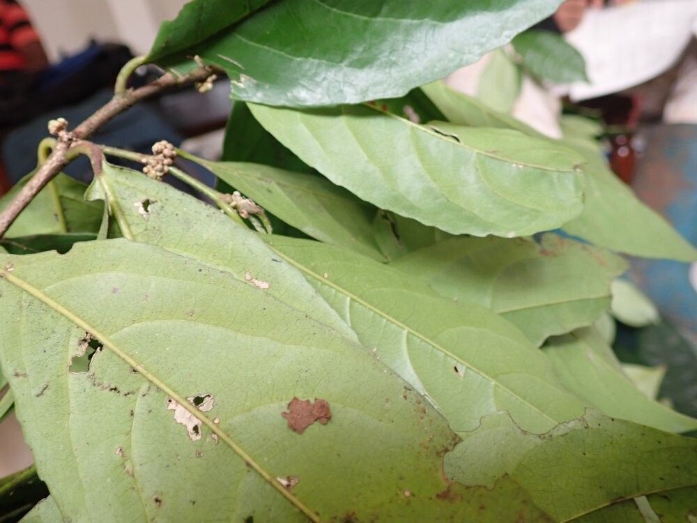 Cassipourea glomerata — search result for 'Cassipourea'