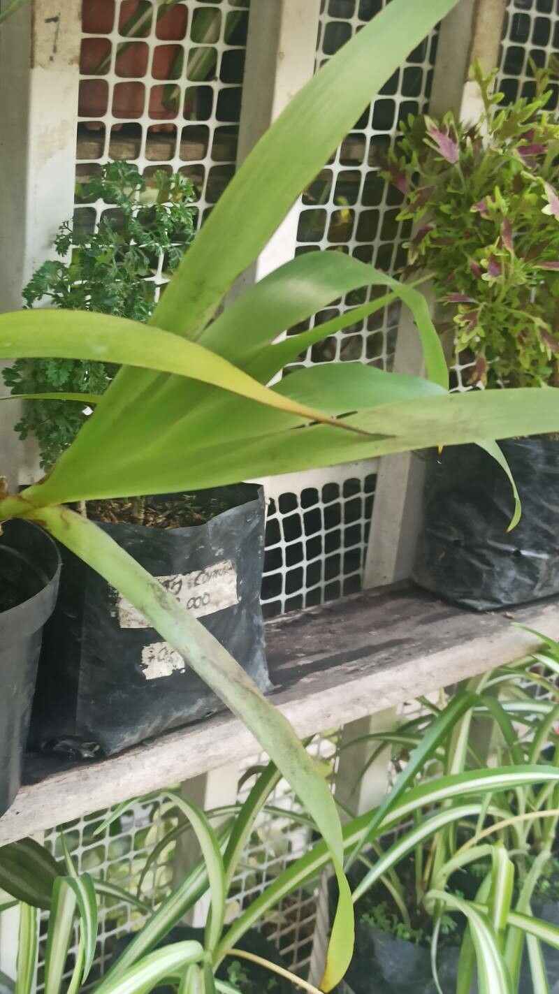 Jumellea arachnantha leaf