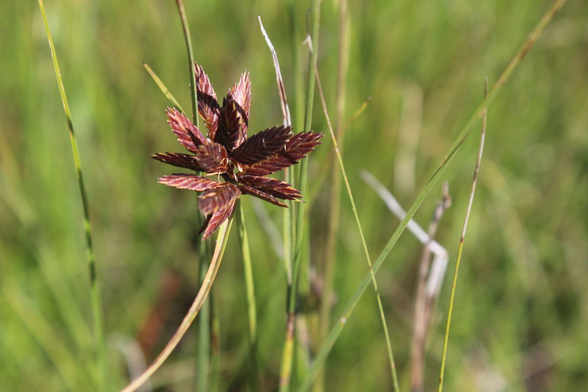 Cyperus nigricans — houseplant care guide