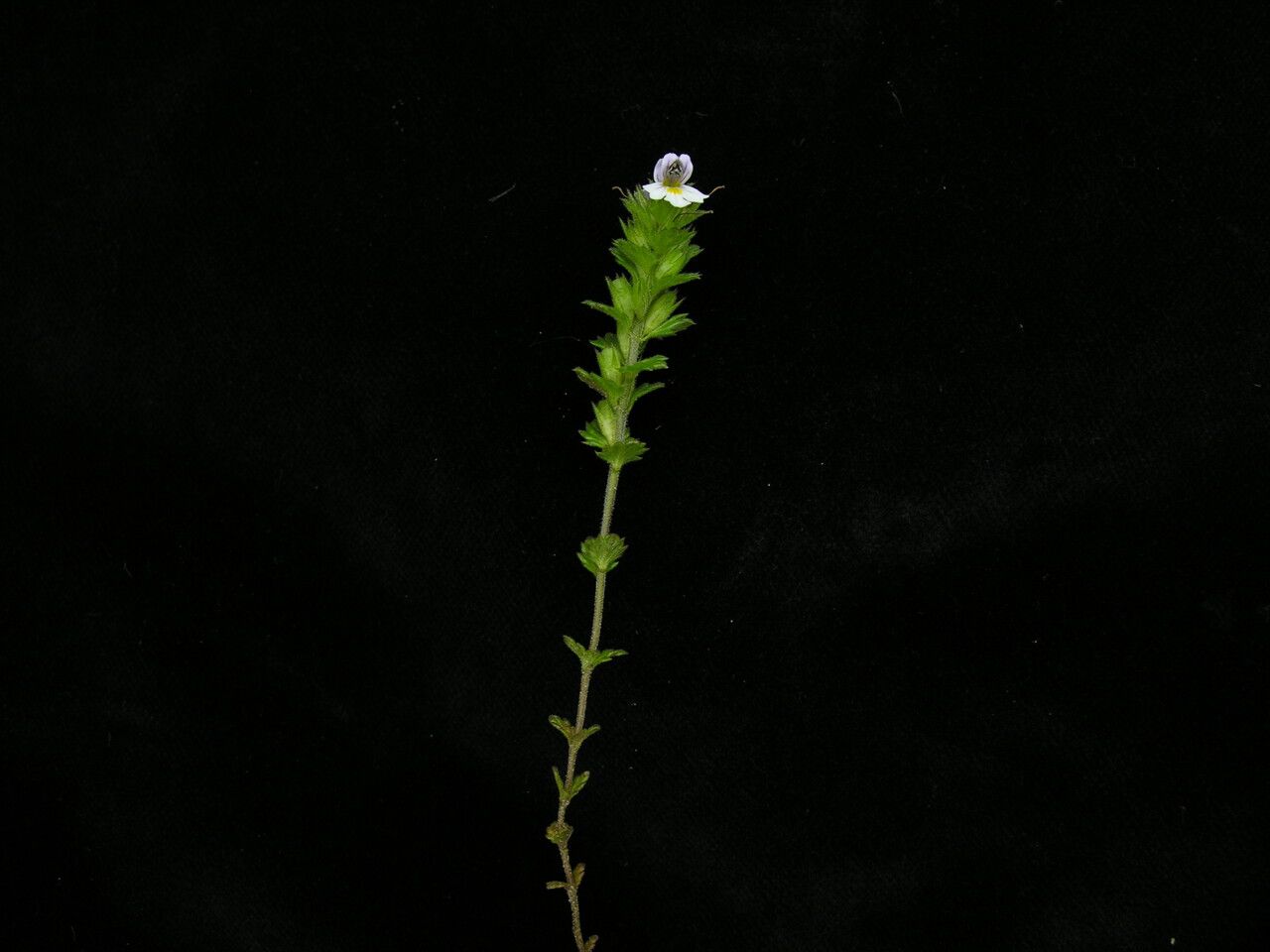 Euphrasia himalayica habit