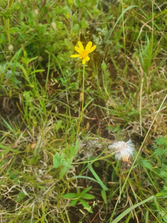 Emilia discifolia fruit
