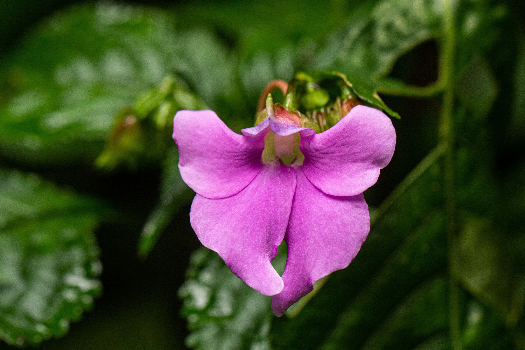 Impatiens erecticornis flower