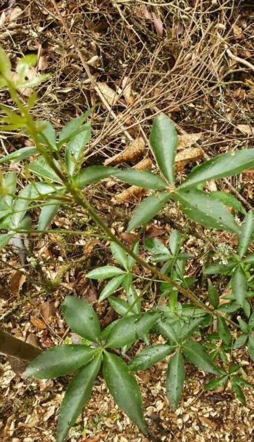 Raukaua laetevirens — search result for 'Araliaceae'