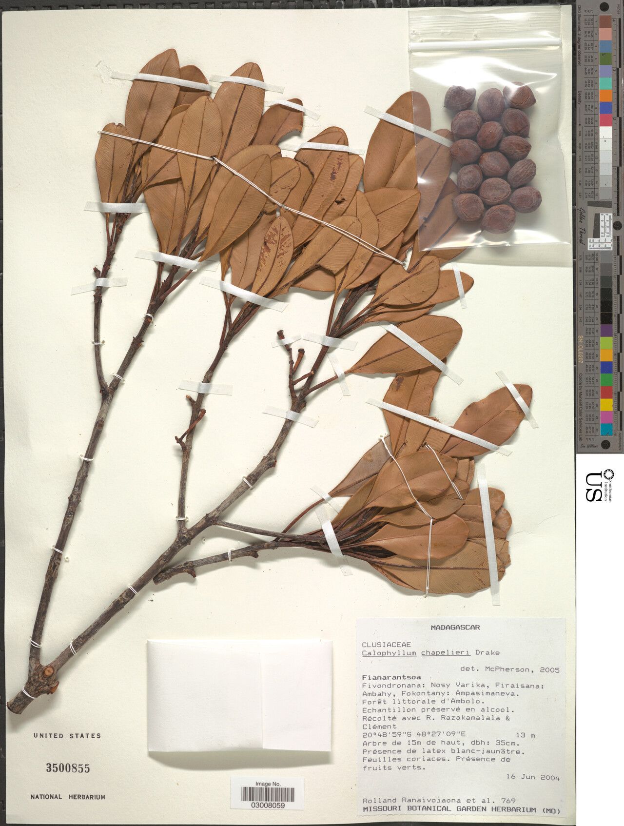 Calophyllum chapelieri — related species from the same genus