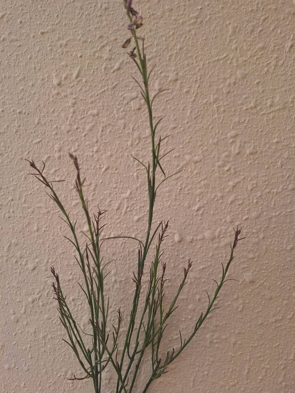 Polygala abyssinica — related species from the same genus