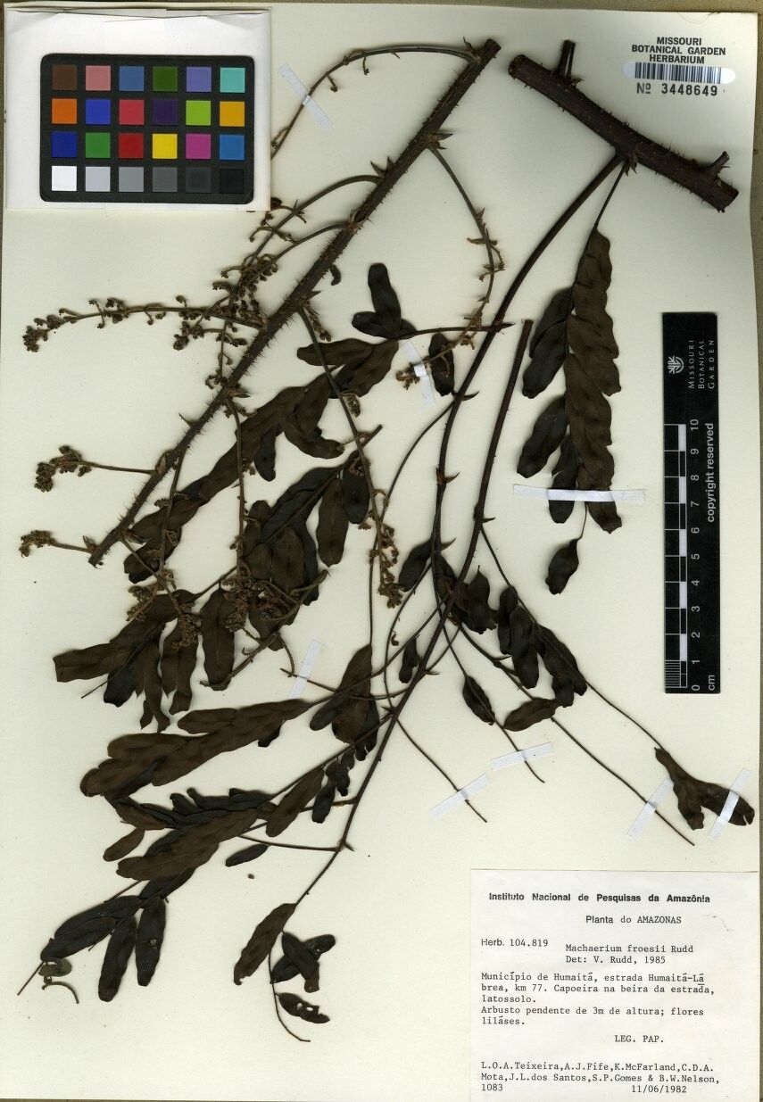 Machaerium froesii — houseplant care guide