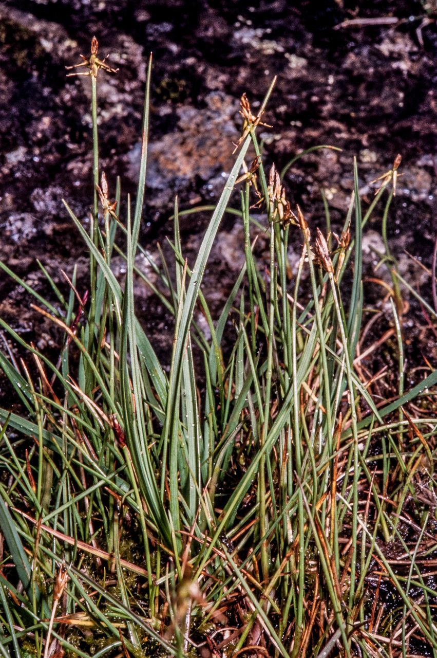 Carex microglochin habit