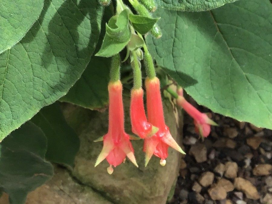 Fuchsia fulgens flower