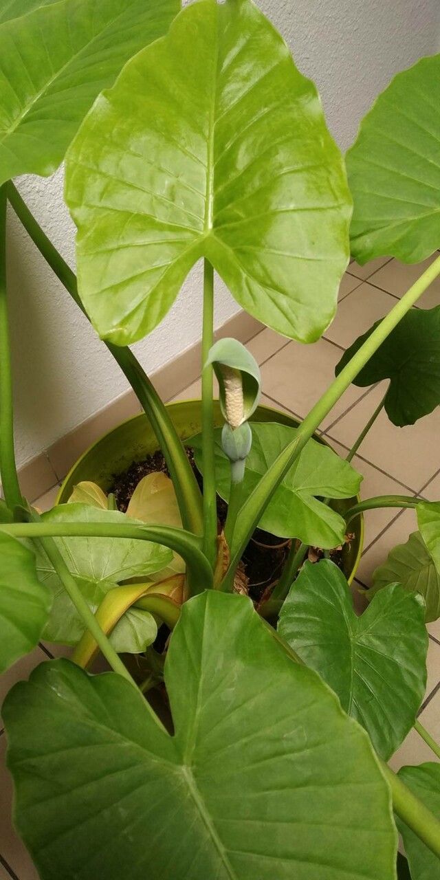 Alocasia odora flower