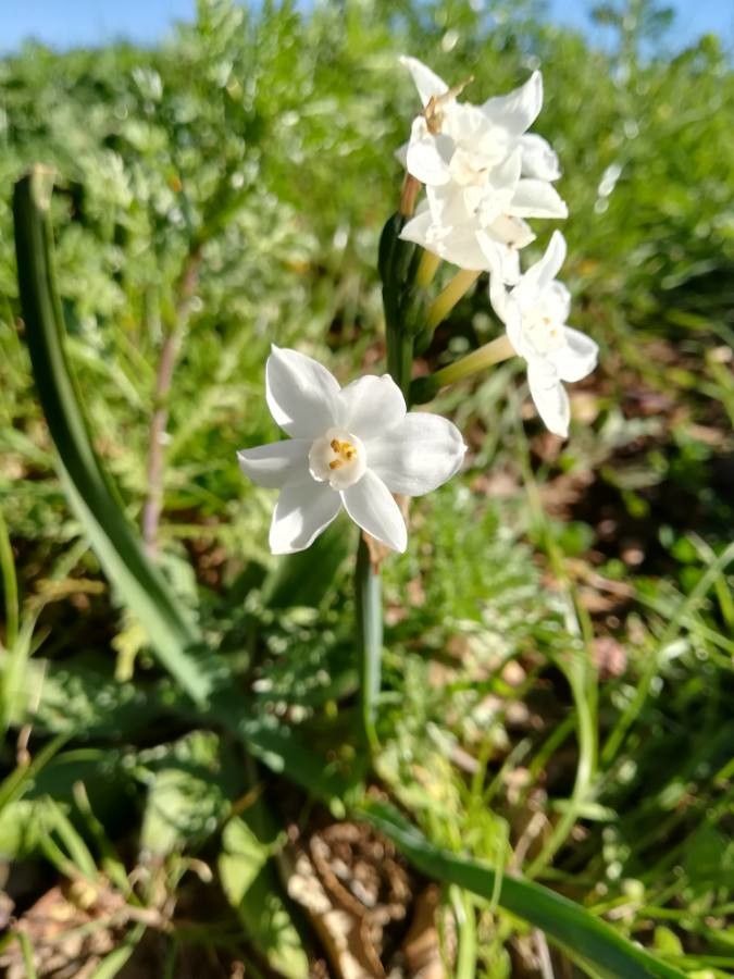Narcissus papyraceus flower