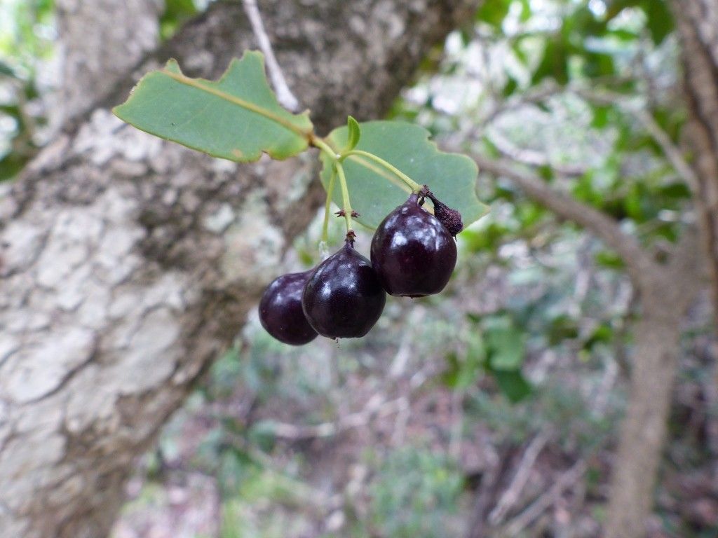 Syzygium sarmentosum — houseplant care guide