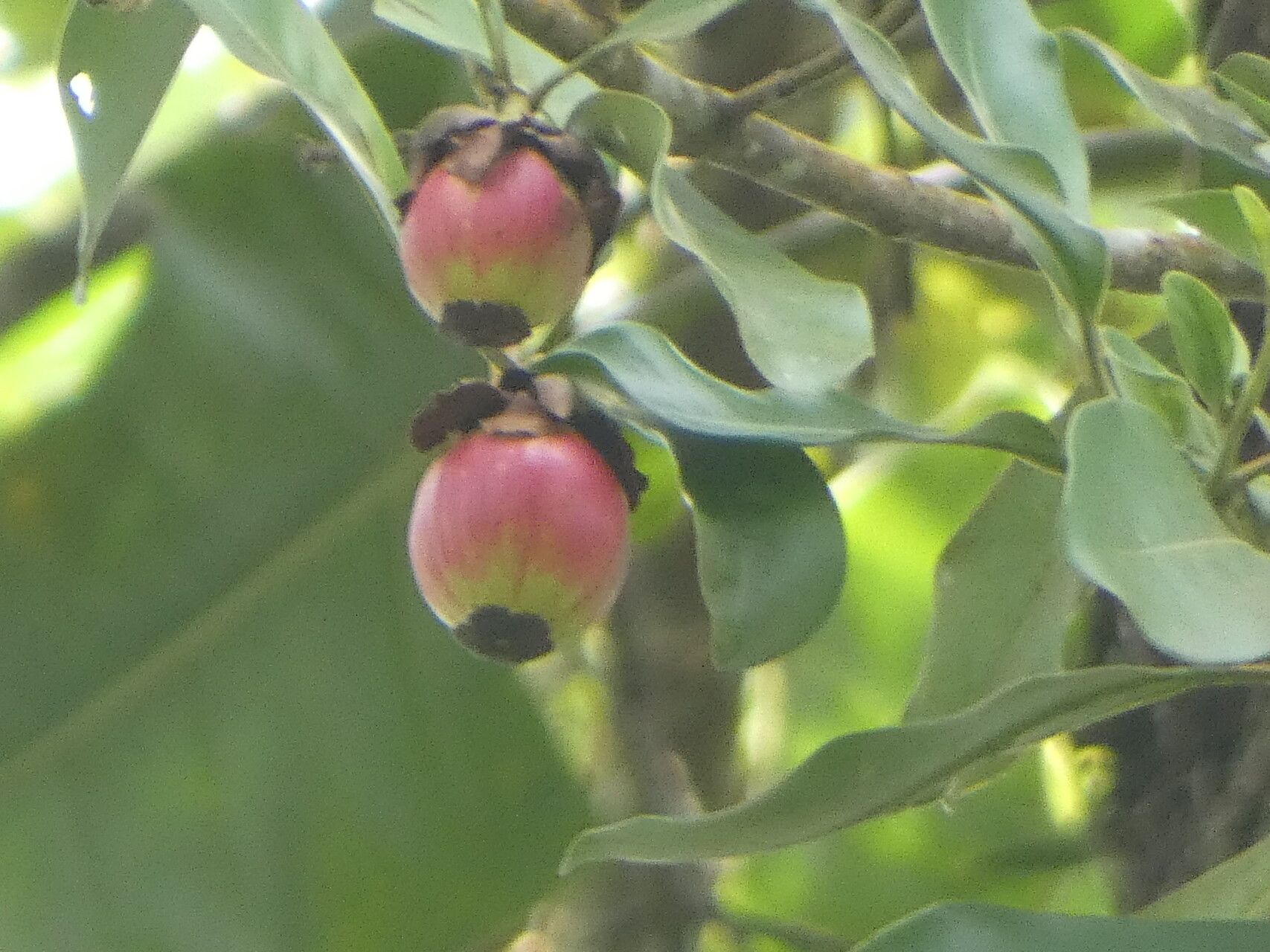 Clusia viscida fruit
