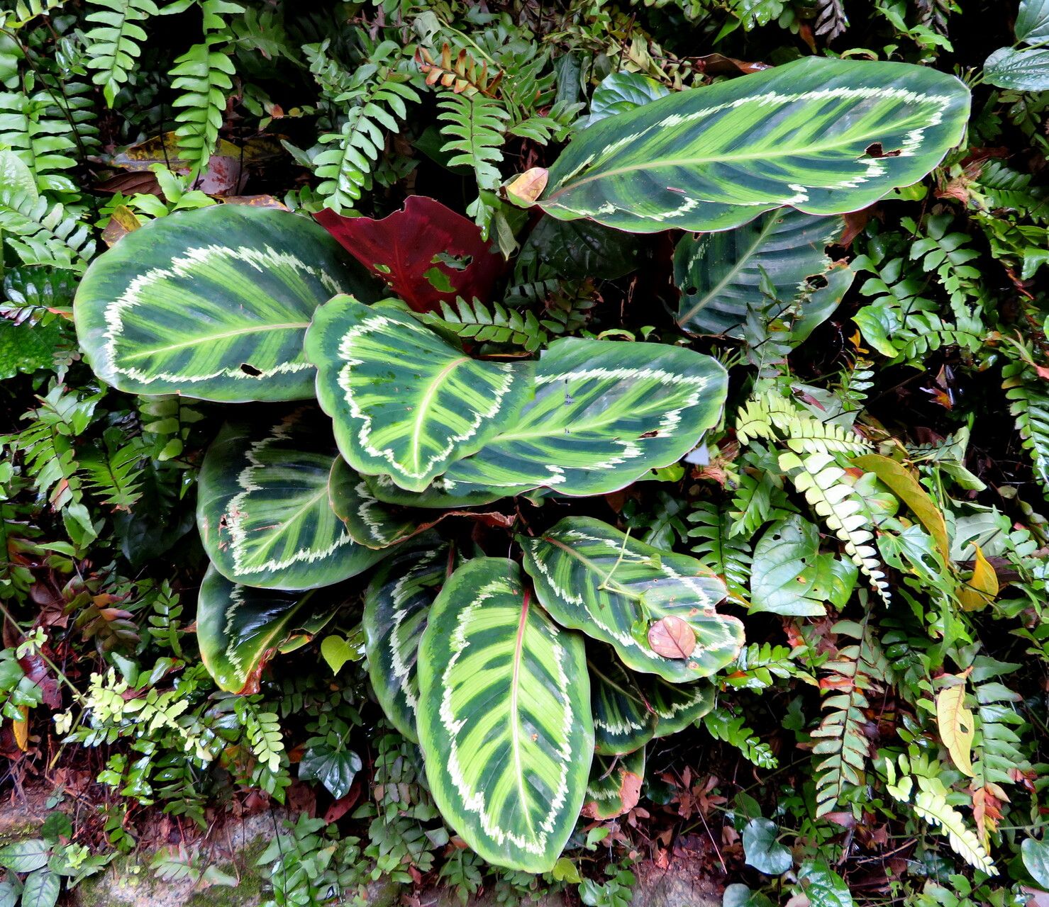 Goeppertia veitchiana — search result for 'Goeppertia'